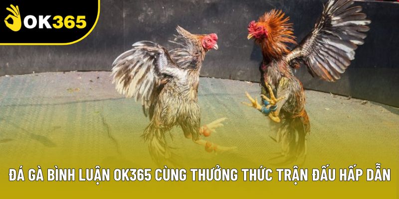 Đá Gà Bình Luận OK365 Cùng Thưởng Thức Trận Đấu Hấp Dẫn