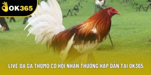 Live Đá Gà Thomo Cơ Hội Nhận Thưởng Hấp Dẫn Tại OK365